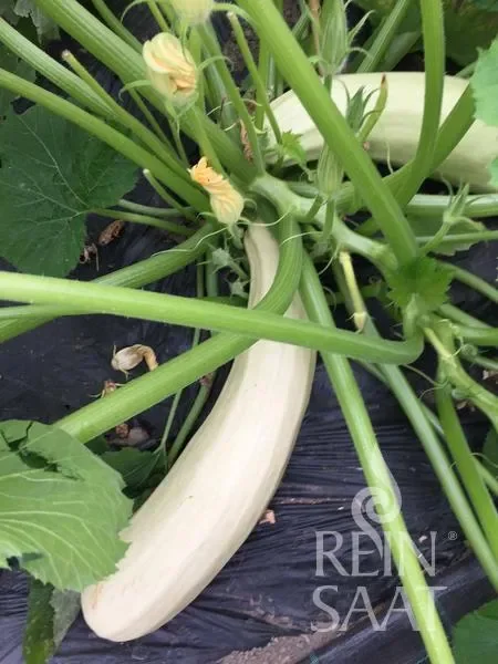 Bio-Saatgut Zucchini Lungo bianco di Palermo