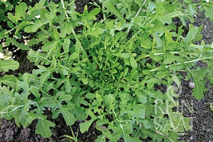 Bio Salatrauke Rucola Esmee