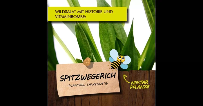 Bio Spitzwegerich