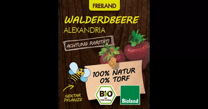 Bio Walderdbeere ‚Alexandria‘