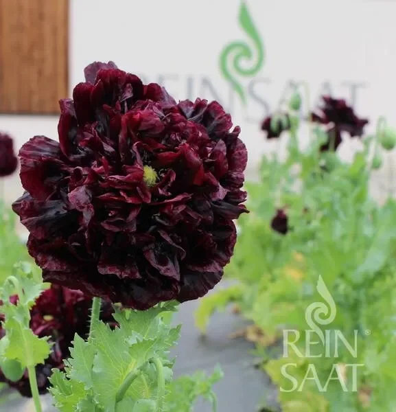 Bio Ziermohn Black Peony, einjährig