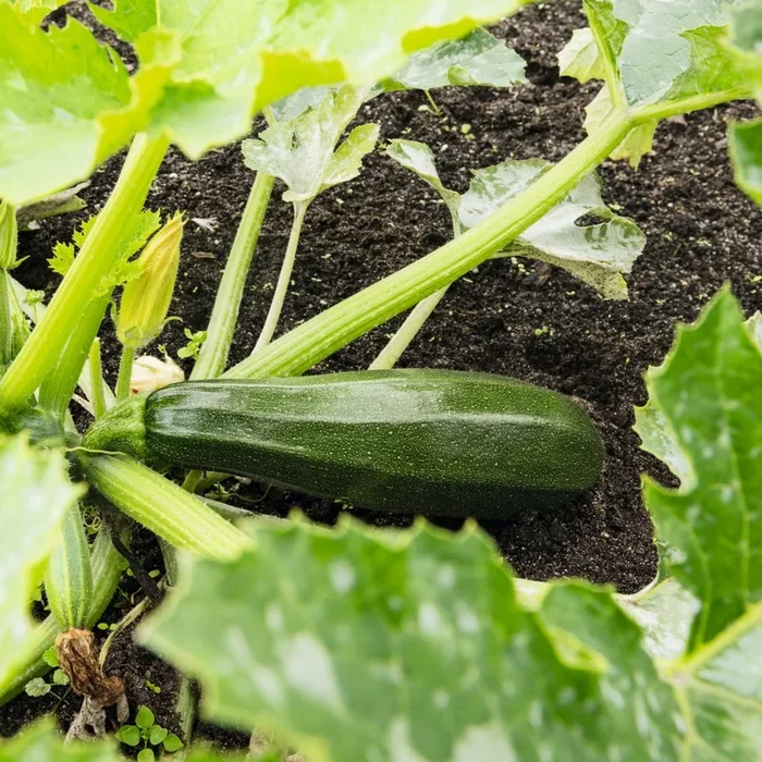 BIO Zucchini ‚Laria‘