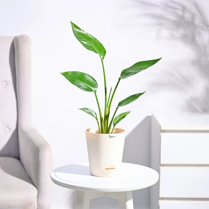 Bird of Paradise Plant