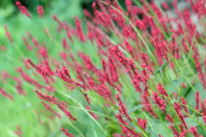 Bistorta amplexicaulis ‚Bloody Mary‘ ® (Kerzenknöterich)