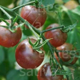 Black Cherry – Cherrytomate