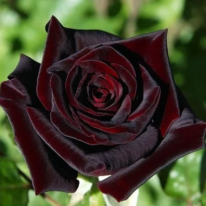 Black Lady-Rose Flower Plant