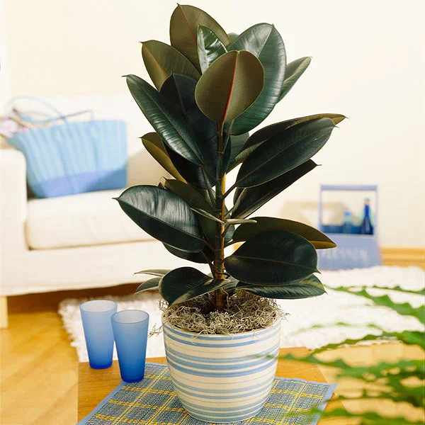 Black Rubber Plant