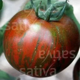Black Zebra – Fleischtomate