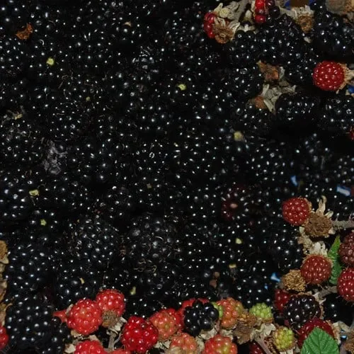Blackberry Bramble