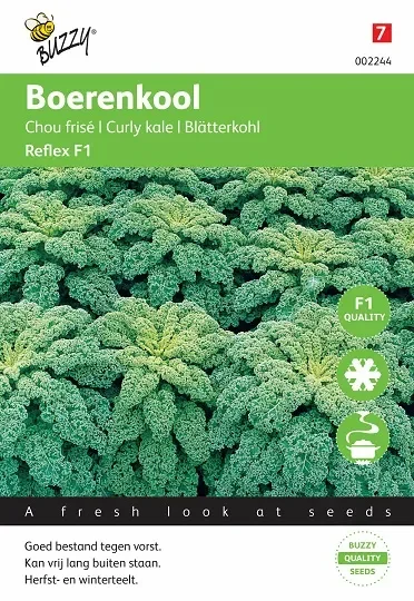 Blätterkohl ‚Reflex‘ F1 hybride