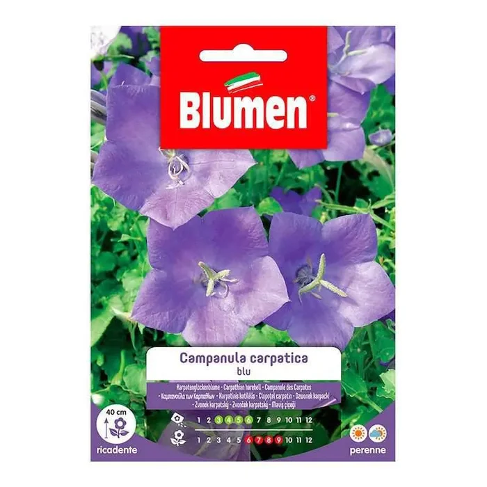 Blaue Campanula Carpatica Samen im Beutel