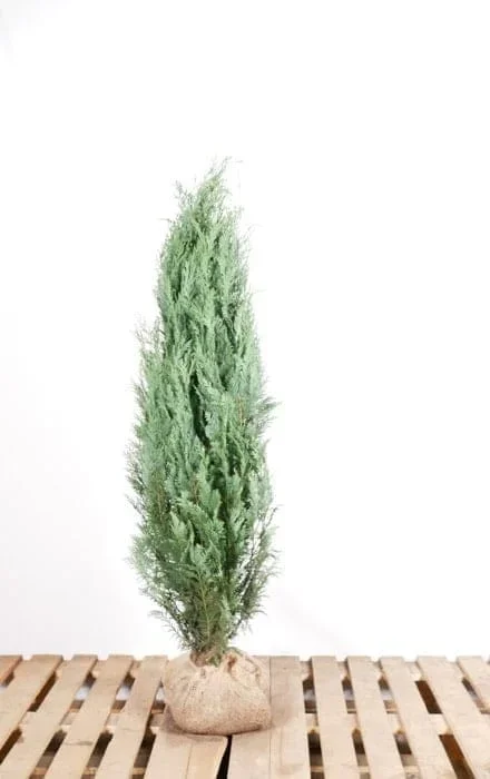 Blaue Kalifornische Zypresse 140/160 cm