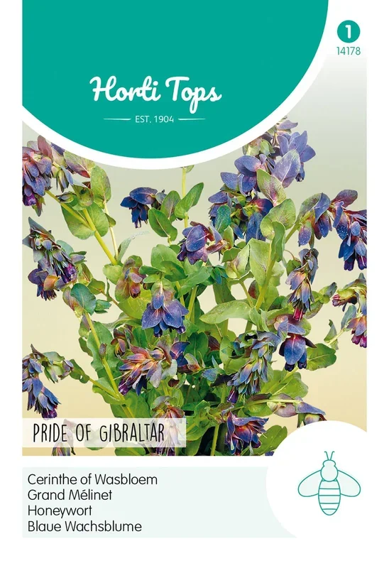 Blaue Wachsblume Pride of Gibraltar [MHD 07/2024]
