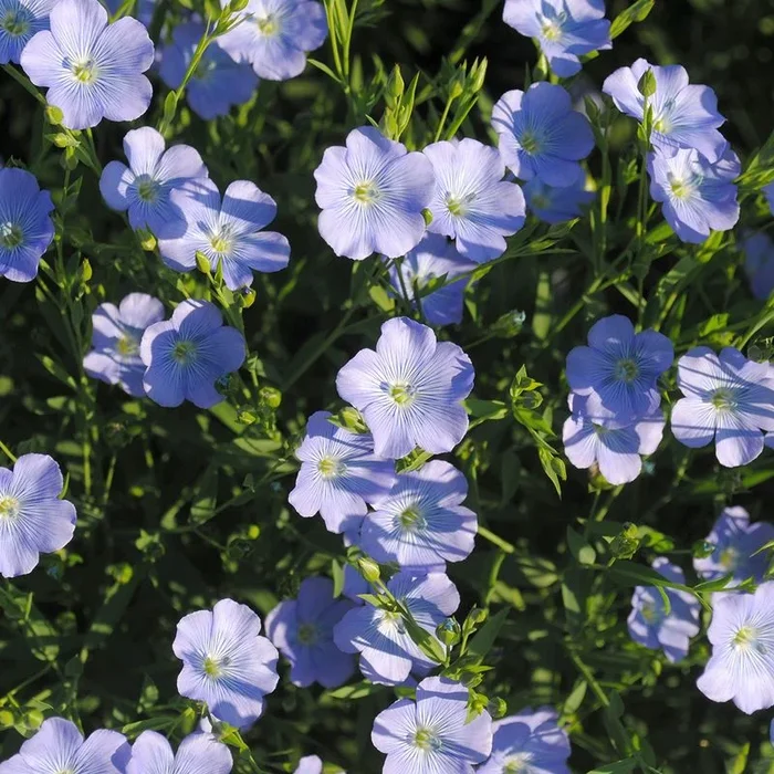 Blaues Wunder, Öllein