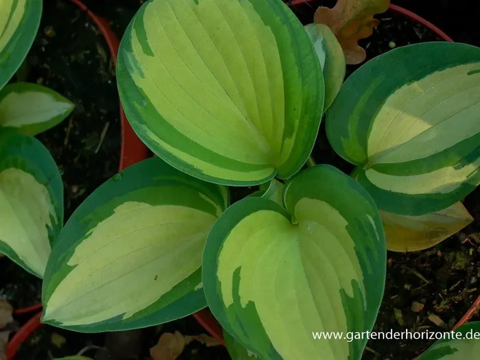Blaugraue Garten-Funkie ‚Great Expectations‘