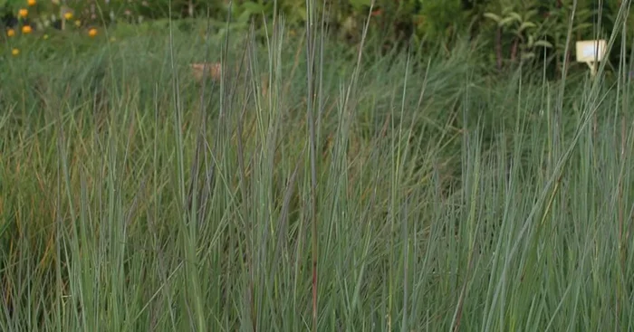 Blaugraues Präriegras ‚Prairie Blues‘