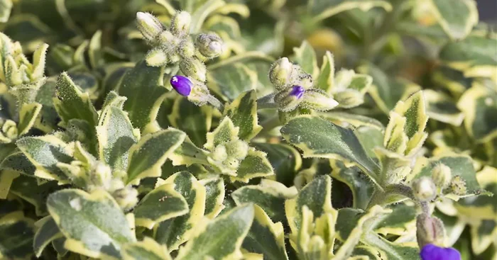 Blaukissen ‚Silberrand‘
