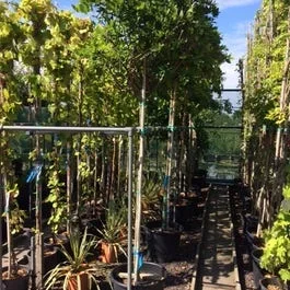 Blauregen als Baum (Wisteria sinensis ‚Alba‘)