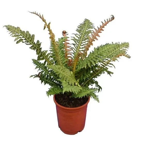 Blechnum brasiliense – Brasilianischer Baumfarn
