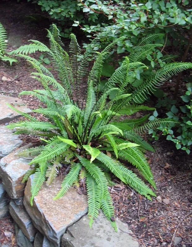 Blechnum spicant (Gewöhnlicher Rippenfarn)