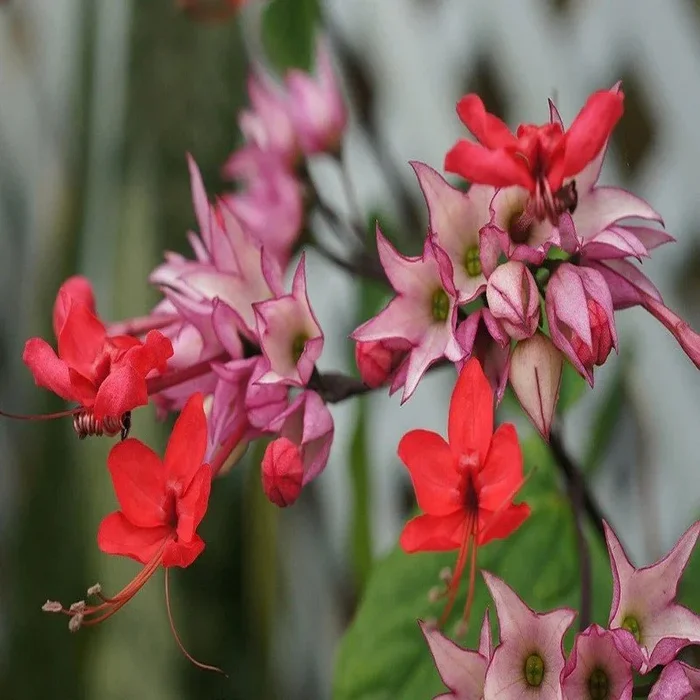 Bleeding Heart Vine Flower Plant – Red