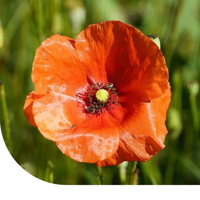 Bleichmohn – Papaver dubium | Blumensamen