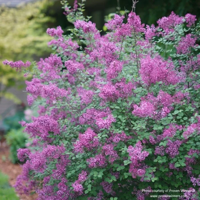 Bloomerang® Dark Purple Reblooming Lilac