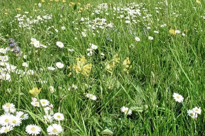 Blumen-Kräuter-Klimarasen ohne Gräser (100g)