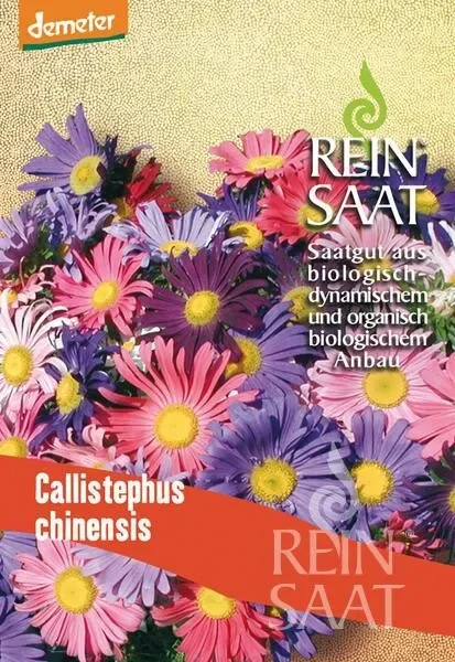 Blumen Sommeraster Samen