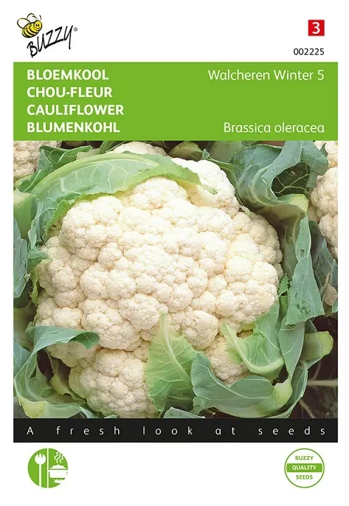 Blumenkohl Samen ‚Walcheren Winter‘