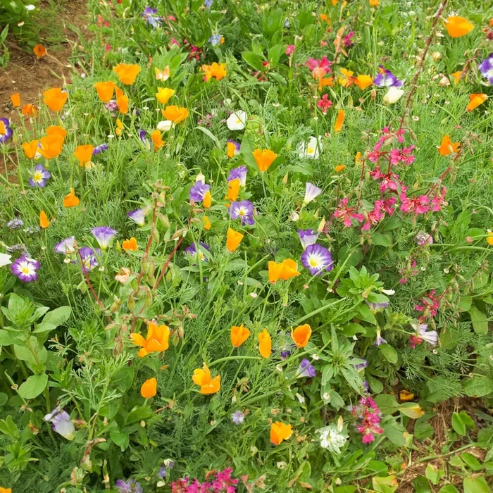 Blumenmischung ‚Sommerpracht‘ Bio-Blumen-Samen