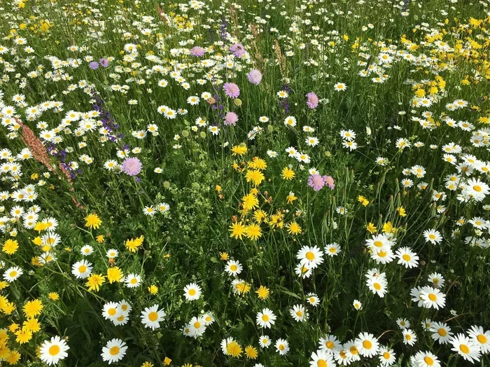 Blumenwiese ohne Gräser (100g)