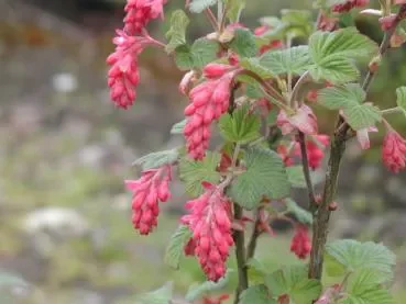 Blut-Johannisbeere „Atrorubens“ (Ribes sanguineum)