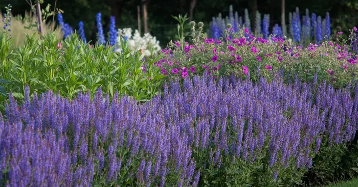 Blüten-Salbei ‚Blauhügel‘