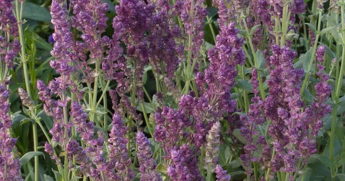 Blüten-Salbei ‚Pusztaflamme‘