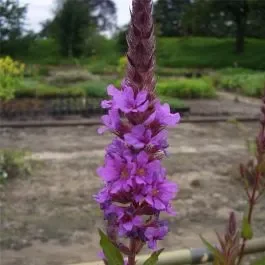Blutweiderich (Lythrum salicaria) Robert