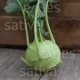 Boccia – Kohlrabi weiss