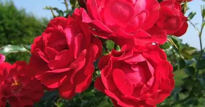 Bodendeckerrose ‚Limesglut’® ADR