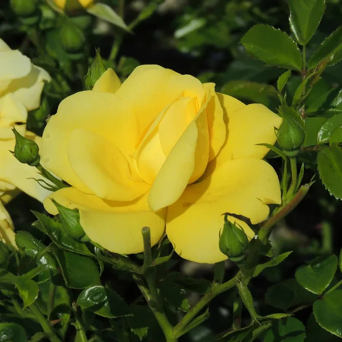 Bodendeckerrose ‚Loredo‘