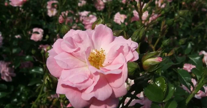 Bodendeckerrose ‚Satina’® ADR