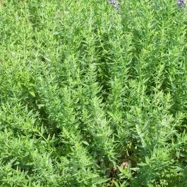 Bohnenkraut, mehrjährig – Kräuter