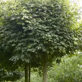 Bolesdoorn (Acer campestre ‚Nanum‘)