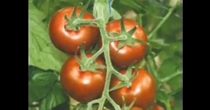 Bomborita F1