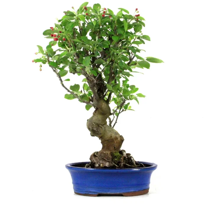 Bonsai Apfel Malus halliana 18 Jahre 54 cm