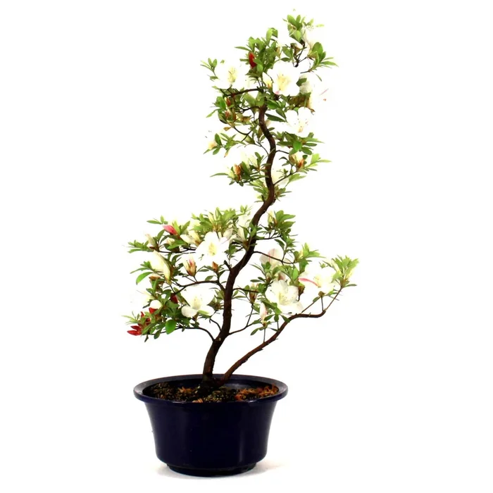Bonsai Azalee aus Japan 70 cm
