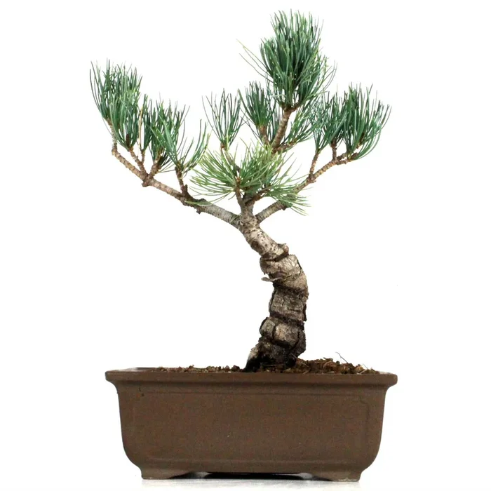 Bonsai Mädchenkiefer aus Japan 16 Jahre 42 cm