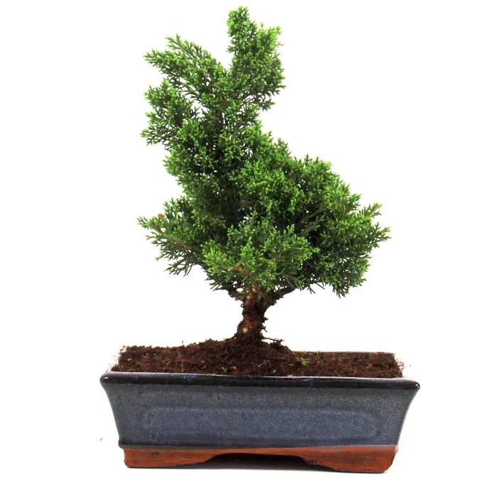 Bonsai Wacholder Juniperus chinensis 10 Jahre 36 cm