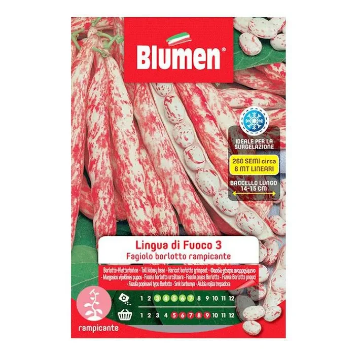Borlotto Bean Seeds Klettern Lingua di Fuoco 3 von 250 gr