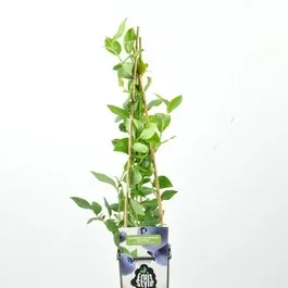 Bosbes (Vaccinium corymbosum ‘North Blue’)