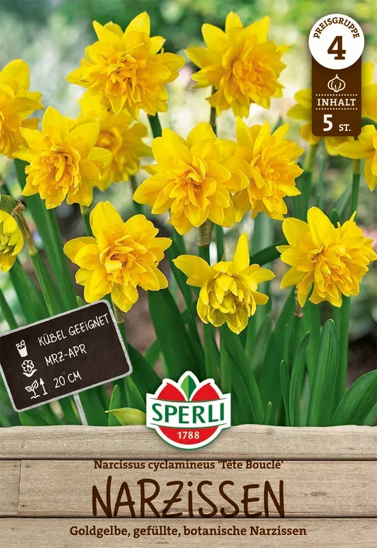 Botanische Narzisse Tete Boucle (5 Stück)